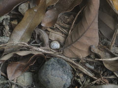 Bradybaena similaris