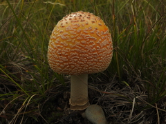 Amanita
