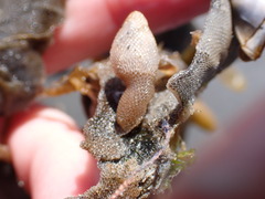 Membranipora membranacea