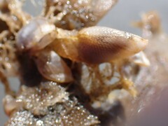 Membranipora membranacea