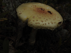 Amanita