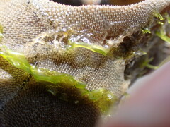 Membranipora membranacea