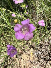 Agalinis heterophylla