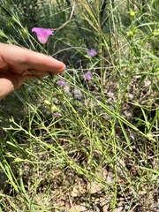 Agalinis heterophylla