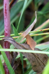 Virbia aurantiaca