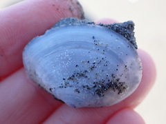 Macoma