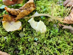 Helvella crispa