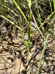 Agalinis heterophylla