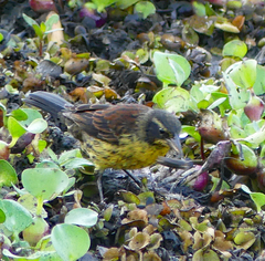 Agelasticus cyanopus