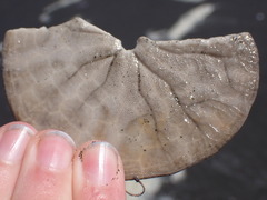 Dendraster excentricus