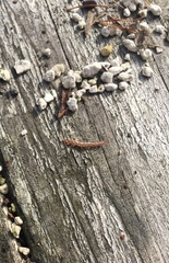 Lithobiomorpha