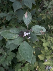 Cornus sericea