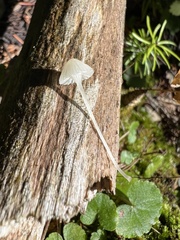 Hemimycena