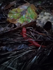 Pseudotriton ruber