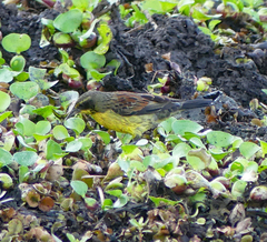 Agelasticus cyanopus