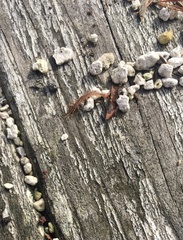Lithobiomorpha