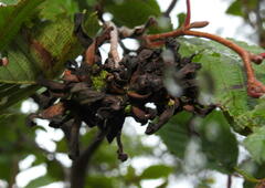 Taphrina robinsoniana