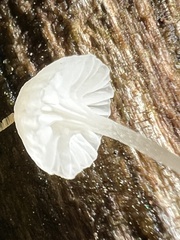 Hemimycena