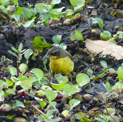 Agelasticus cyanopus