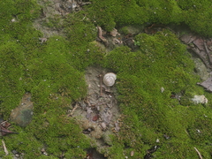 Bradybaena similaris