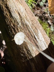 Hemimycena