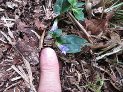 Tripterospermum trinervium