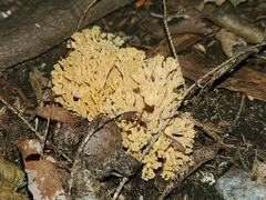 Ramaria