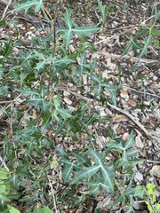 Berberis trifoliolata