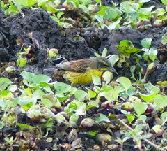 Agelasticus cyanopus