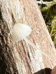 Hemimycena