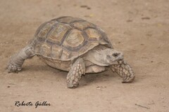 Chelonoidis chilensis
