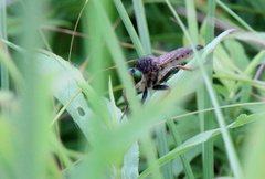 Promachus vertebratus