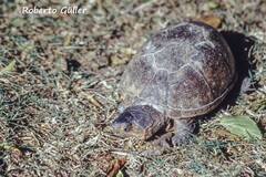 Kinosternon scorpioides scorpioides