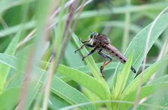 Promachus vertebratus