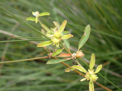 Croton glandulosus septentrionalis