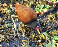 Jacana jacana