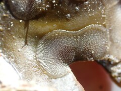 Membranipora membranacea