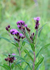 Vernonia fasciculata