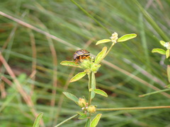 Croton glandulosus septentrionalis