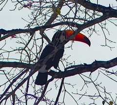 Ramphastos toco