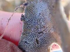 Membranipora membranacea