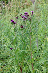 Vernonia fasciculata