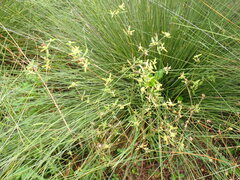 Croton glandulosus septentrionalis