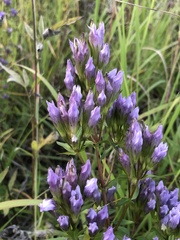 Gentianella quinquefolia