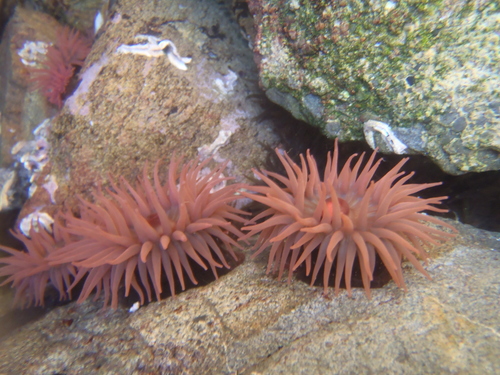 Waratah Anemone, photo 9 of 10