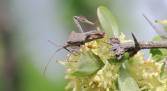 Leptoglossus chilensis