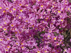 Handroanthus heptaphyllus