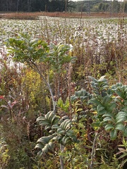 Toxicodendron vernix