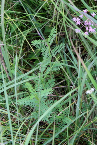 Image of Dalea foliosa by (c) psweet, some rights reserved (CC BY-SA)
