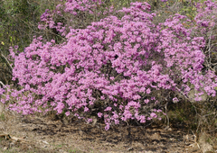 Handroanthus heptaphyllus